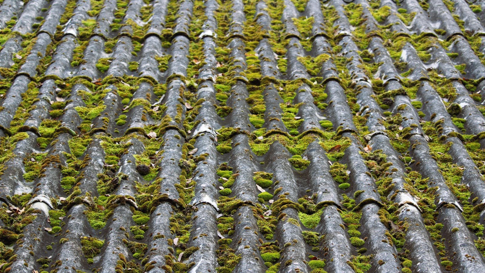 Moss covered slate roof tiles needing professional cleaning